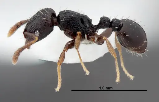 Tetramorium nigrum specimen FMNHINS0000047311 image fmnhins0000047311_3