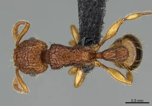 Tetramorium nipponense specimen CASENT0119142 image casent0119142_1