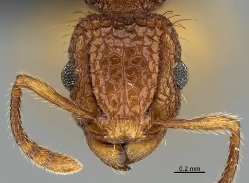Tetramorium nipponense specimen CASENT0119142 image casent0119142_2