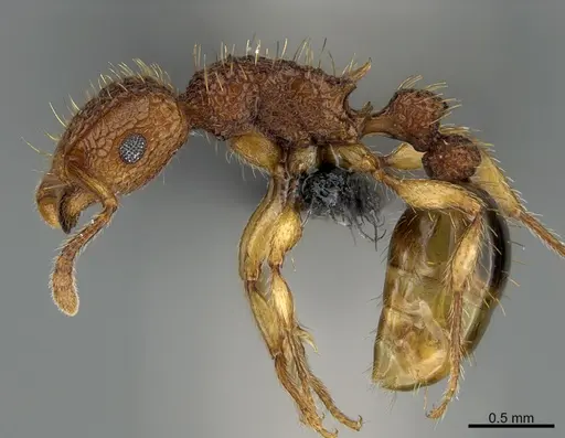Tetramorium nipponense specimen CASENT0119142 image casent0119142_3