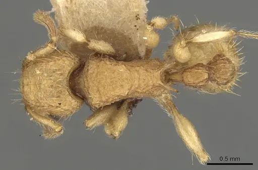 Tetramorium nipponense specimen CASENT0901077 image casent0901077_1