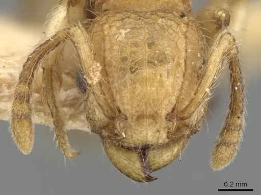 Tetramorium nipponense specimen CASENT0901077 image casent0901077_2