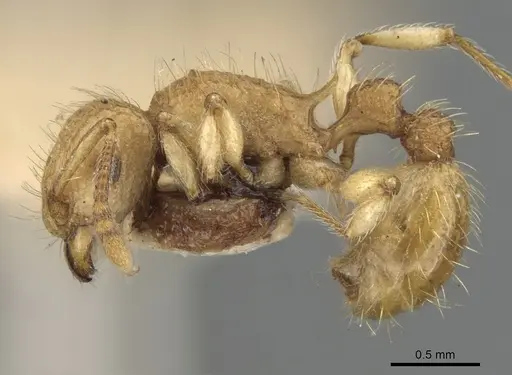 Tetramorium nipponense specimen CASENT0901077 image casent0901077_3