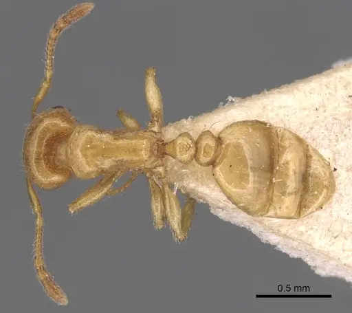Tetramorium nitidissimum specimen CASENT0904825 image casent0904825_1