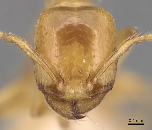 Tetramorium nitidissimum specimen CASENT0904825 image casent0904825_2