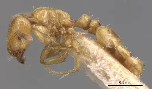 Tetramorium nitidissimum specimen CASENT0904825 image casent0904825_3