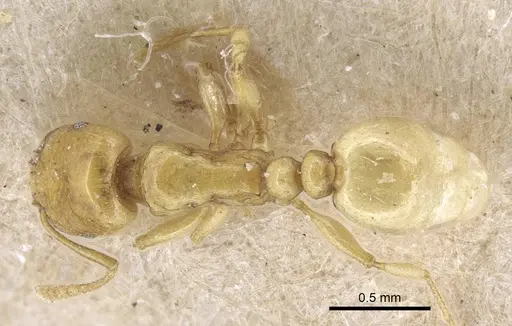 Tetramorium nitidissimum specimen CASENT0917069 image casent0917069_1
