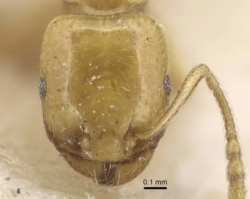 Tetramorium nitidissimum specimen CASENT0917069 image casent0917069_2