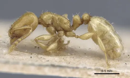Tetramorium nitidissimum specimen CASENT0917069 image casent0917069_3