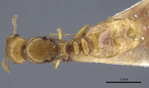 Tetramorium nitidissimum specimen CASENT0917070 image casent0917070_1