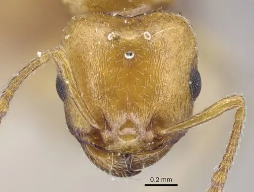 Tetramorium nitidissimum specimen CASENT0917070 image casent0917070_2