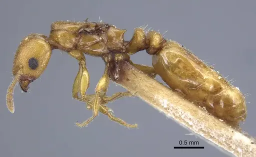 Tetramorium nitidissimum specimen CASENT0917070 image casent0917070_3
