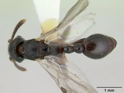 Tetramorium nodiferum specimen CASENT0178336 image casent0178336_1