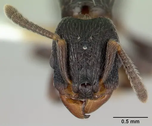 Tetramorium nodiferum specimen CASENT0178336 image casent0178336_2