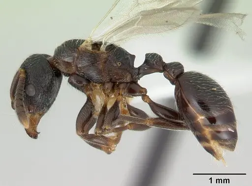 Tetramorium nodiferum specimen CASENT0178336 image casent0178336_3