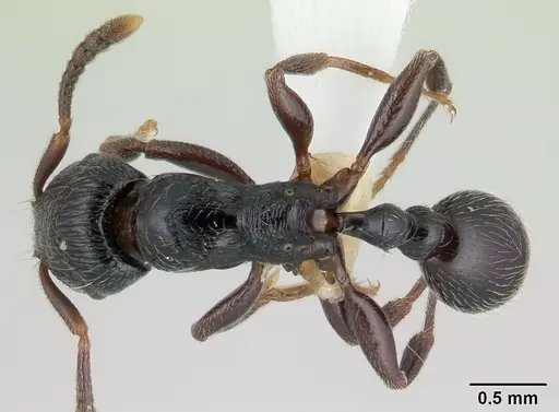 Tetramorium nodiferum specimen CASENT0178337 image casent0178337_1