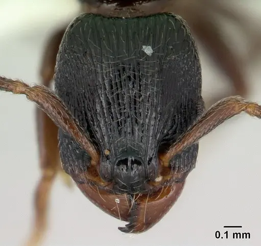 Tetramorium nodiferum specimen CASENT0178337 image casent0178337_2