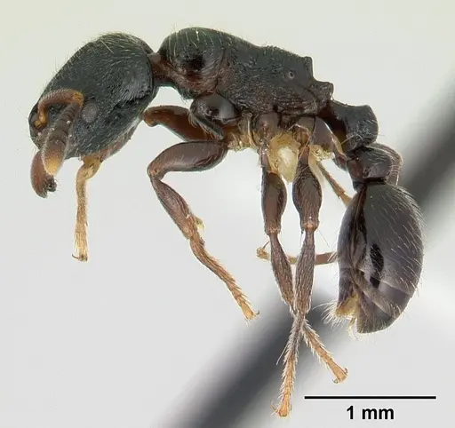 Tetramorium nodiferum specimen CASENT0178337 image casent0178337_3