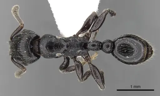 Tetramorium nodiferum specimen CASENT0217218 image casent0217218_1