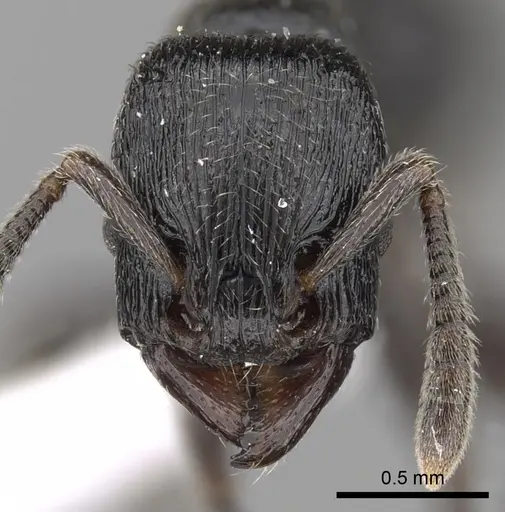 Tetramorium nodiferum specimen CASENT0217218 image casent0217218_2