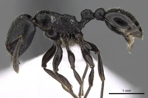 Tetramorium nodiferum specimen CASENT0217218 image casent0217218_3