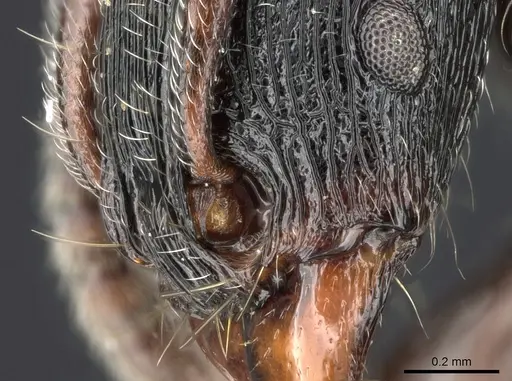 Tetramorium nodiferum specimen CASENT0281177 image casent0281177_1