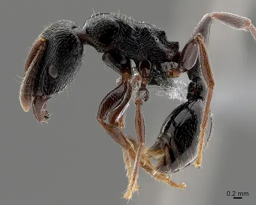 Tetramorium nodiferum specimen CASENT0365582 image casent0365582_1