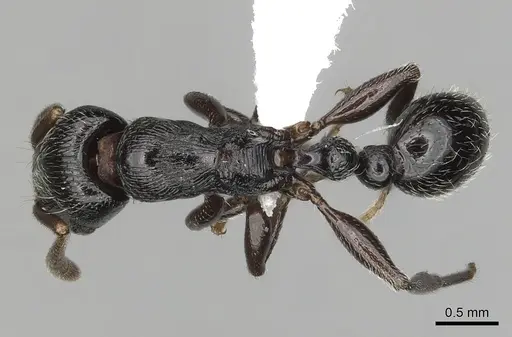 Tetramorium nodiferum specimen CASENT0403720 image casent0403720_1