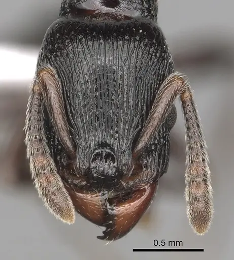 Tetramorium nodiferum specimen CASENT0403720 image casent0403720_2