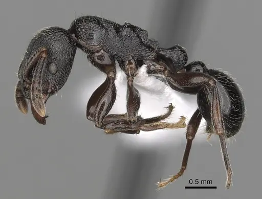 Tetramorium nodiferum specimen CASENT0403720 image casent0403720_3