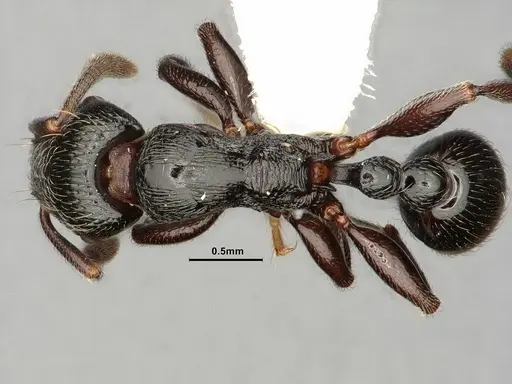 Tetramorium nodiferum specimen CASENT0884332 image casent0884332_1