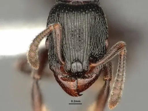 Tetramorium nodiferum specimen CASENT0884332 image casent0884332_2