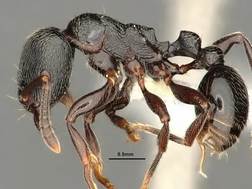 Tetramorium nodiferum specimen CASENT0884332 image casent0884332_3