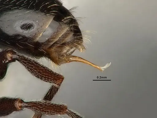 Tetramorium nodiferum specimen CASENT0884332 image casent0884332_4