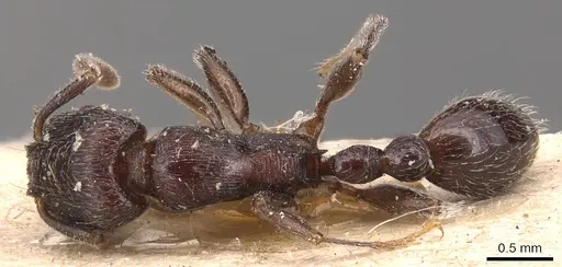 Tetramorium nodiferum specimen CASENT0904713 image casent0904713_1