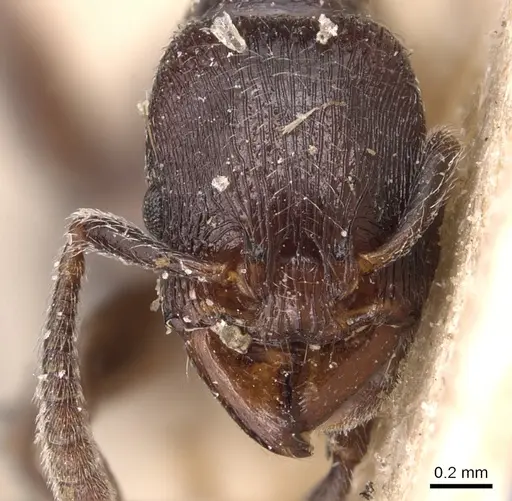 Tetramorium nodiferum specimen CASENT0904713 image casent0904713_2