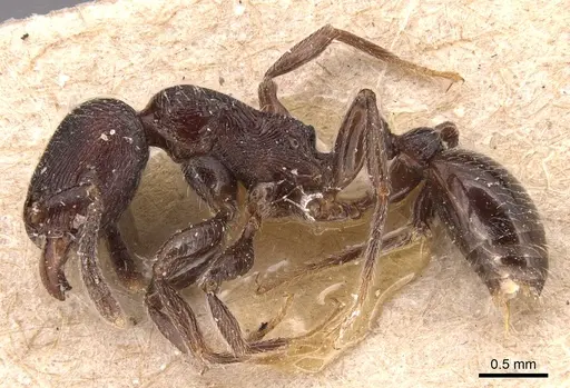 Tetramorium nodiferum specimen CASENT0904713 image casent0904713_3
