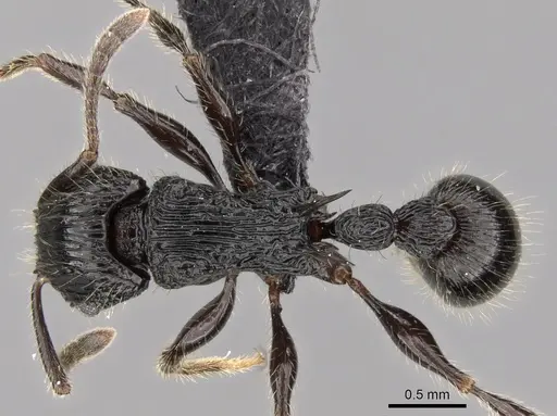 Tetramorium noeli specimen CASENT0043554 image casent0043554_1