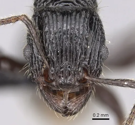 Tetramorium noeli specimen CASENT0043554 image casent0043554_2