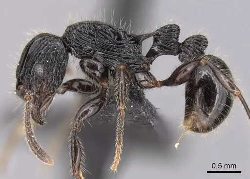 Tetramorium noeli specimen CASENT0043554 image casent0043554_3