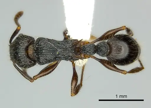 Tetramorium noeli specimen CASENT0404347 image casent0404347_1