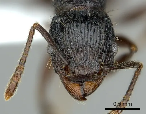 Tetramorium noeli specimen CASENT0404347 image casent0404347_2