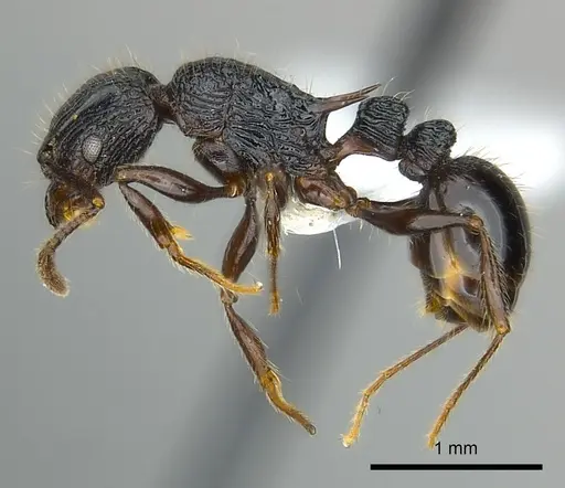 Tetramorium noeli specimen CASENT0404347 image casent0404347_3