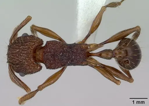 Tetramorium noratum specimen CASENT0179061 image casent0179061_1