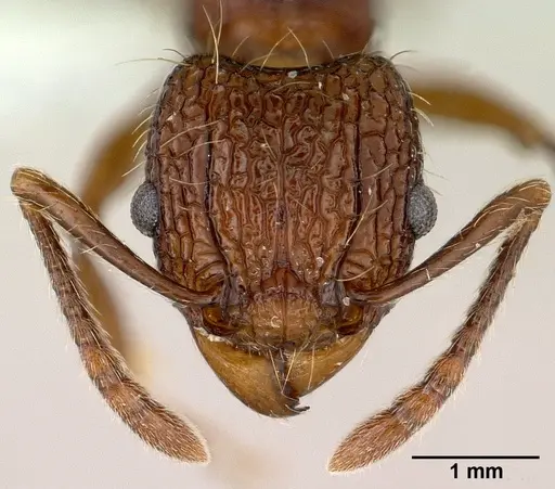 Tetramorium noratum specimen CASENT0179061 image casent0179061_2