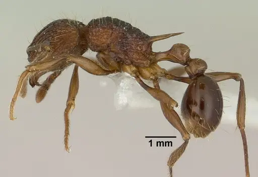 Tetramorium noratum specimen CASENT0179061 image casent0179061_3