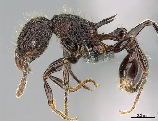 Tetramorium noratum specimen CASENT0353548 image casent0353548_1