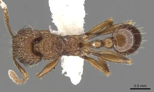 Tetramorium noratum specimen CASENT0901072 image casent0901072_1