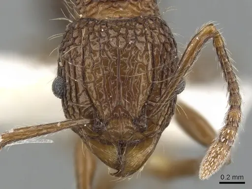 Tetramorium noratum specimen CASENT0901072 image casent0901072_2