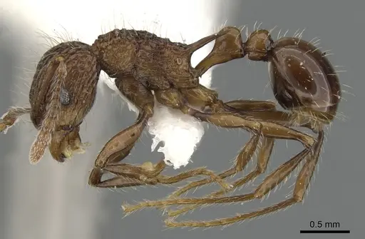 Tetramorium noratum specimen CASENT0901072 image casent0901072_3